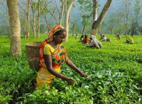 Tea Board Turns To Blockchain To Fight Counterfeit Tea