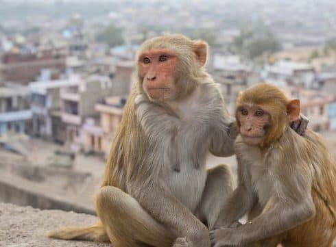 Delhi Researchers Use AI To Tackle City’s Monkey Menace