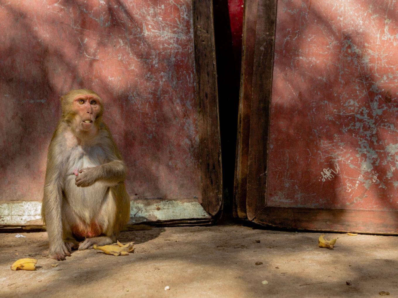 Delhi Researchers Use AI To Tackle City’s Monkey Menace