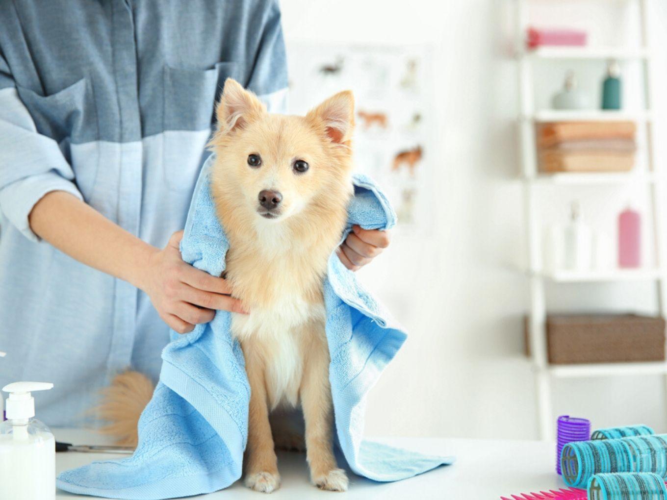 Pet Care Startup Wiggles Raises $1 Mn, Plans To Expand Its Footprint