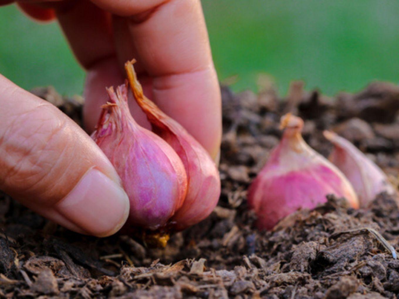 Here’s How Agritech Helped Farmers Avoid Onion Crop Damage