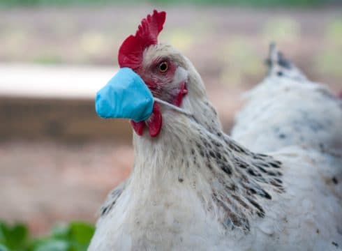 India’s Meat Delivery Startups Ready To Tackle Bird Flu Challenge