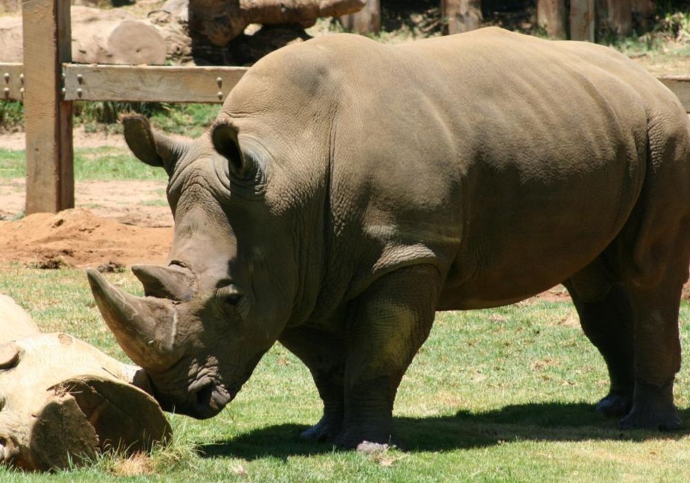 entrepreneurs-thick skin-rhino