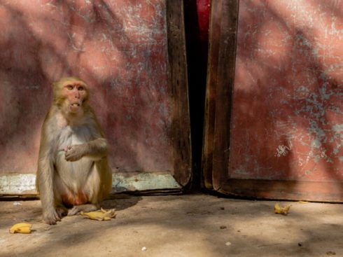 Delhi Researchers Use AI To Tackle City’s Monkey Menace