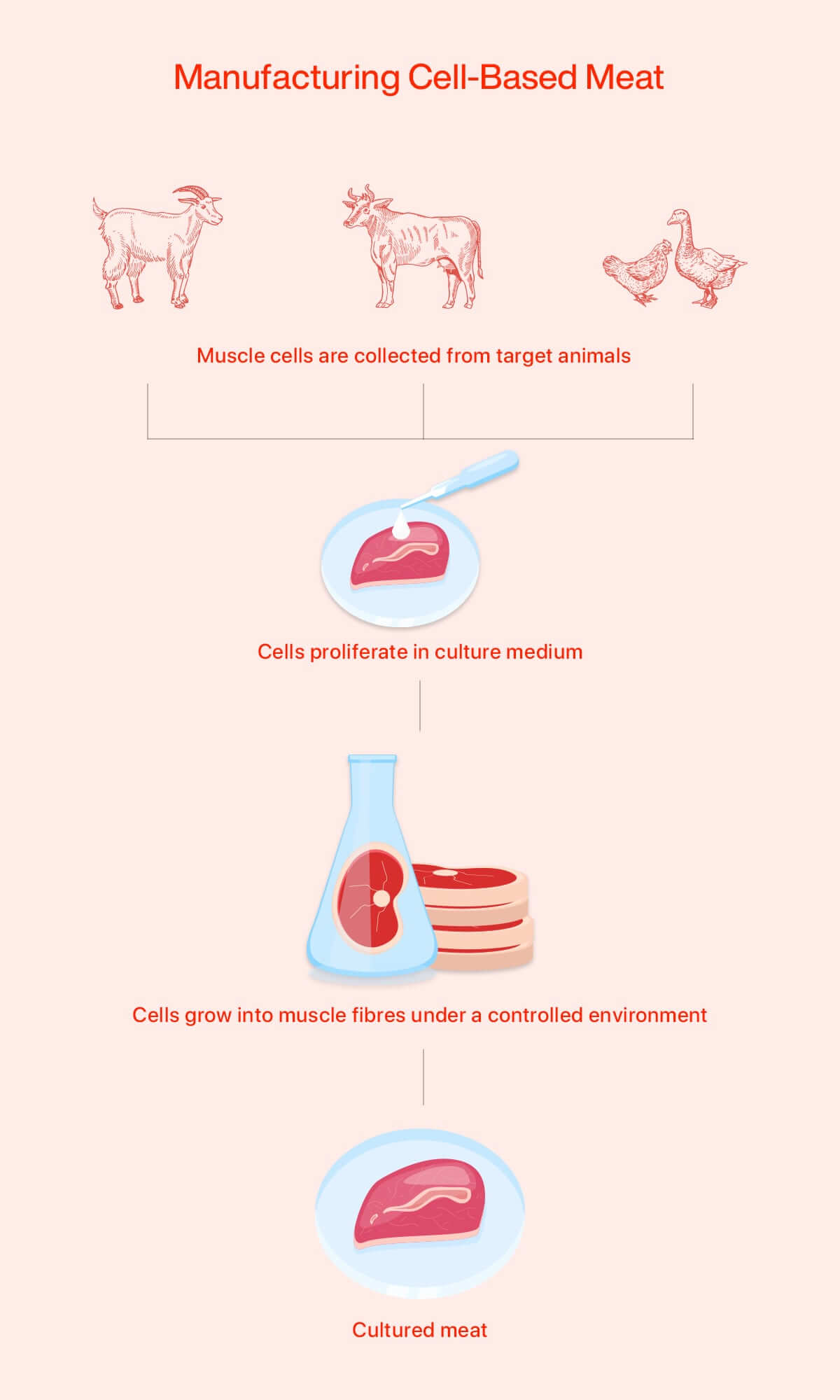 Manufacturing Cell based Meat