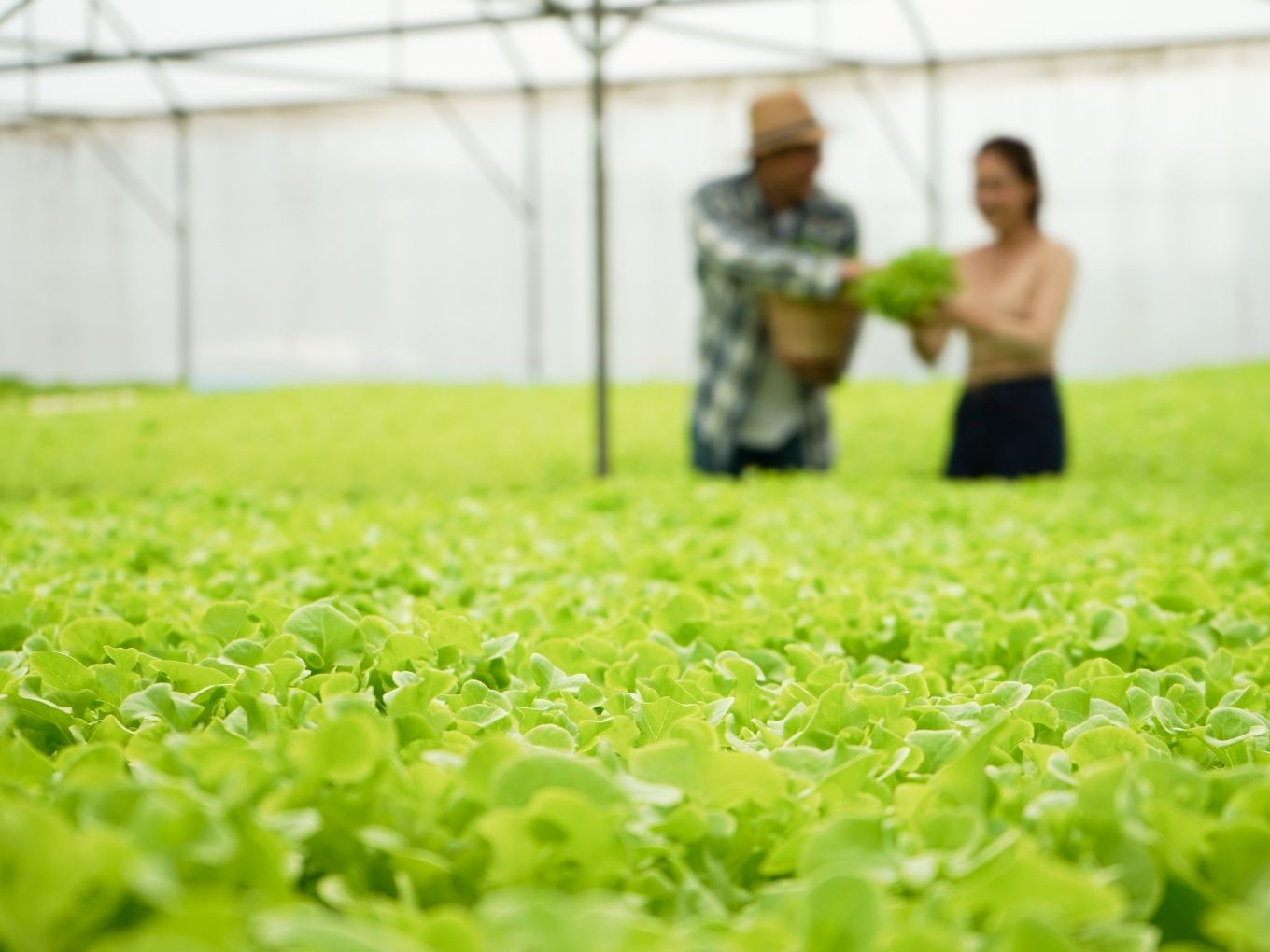 Why Contract Farming Could Be The Next Big Thing For Agritech Startups