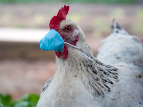 India’s Meat Delivery Startups Ready To Tackle Bird Flu Challenge