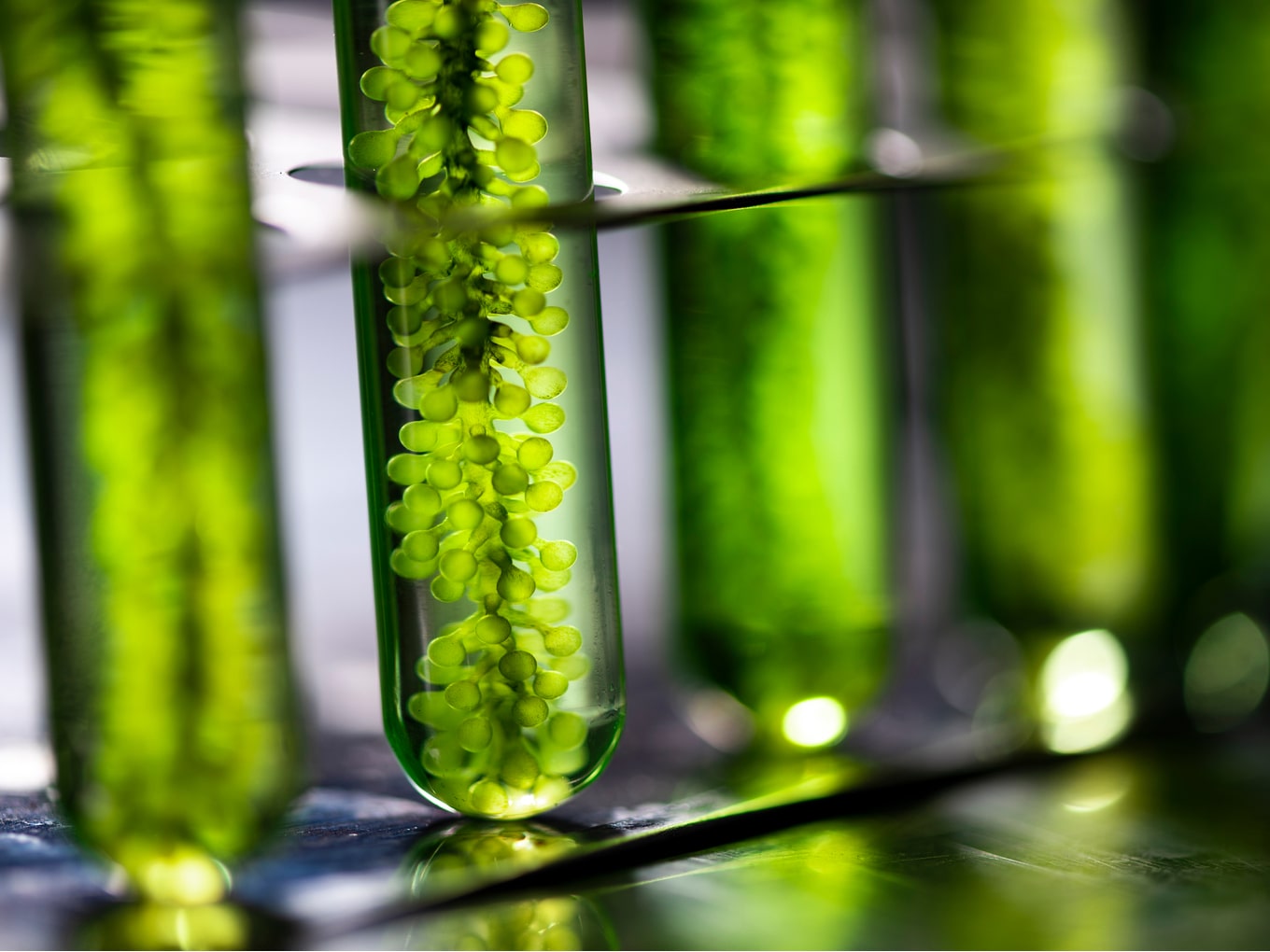 Student Biotech Startup Bags $10 Mn From UAE Firm For Its Seaweed Innovation