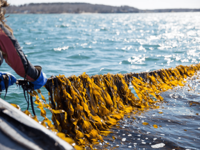 Sea6 Energy Raises $9 Mn Led By Aquaculture Fund Aqua-Spark