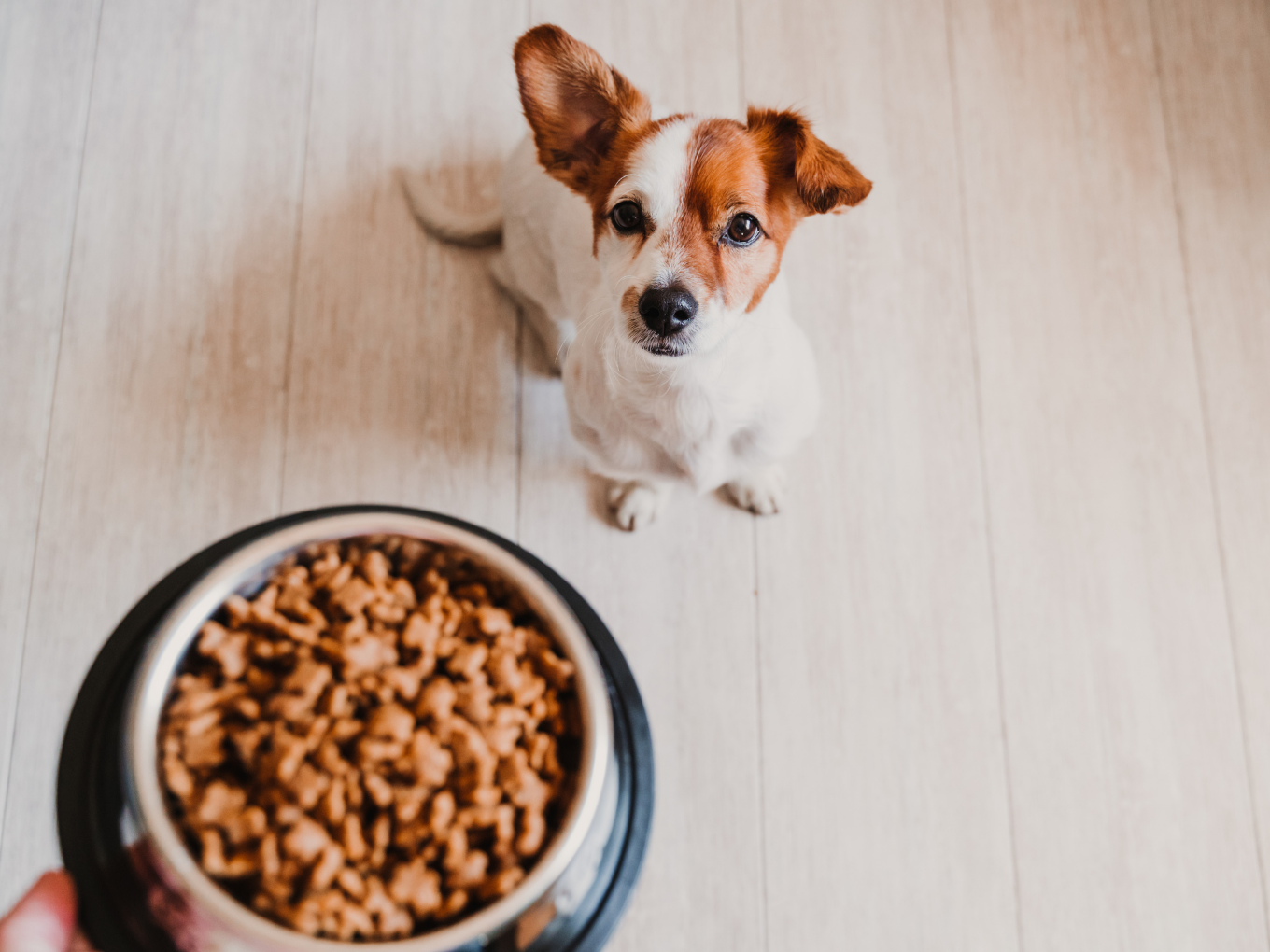 Dogsee Chew Bags INR 50 Cr For Producing 100% Vegetarian Treats For Pets